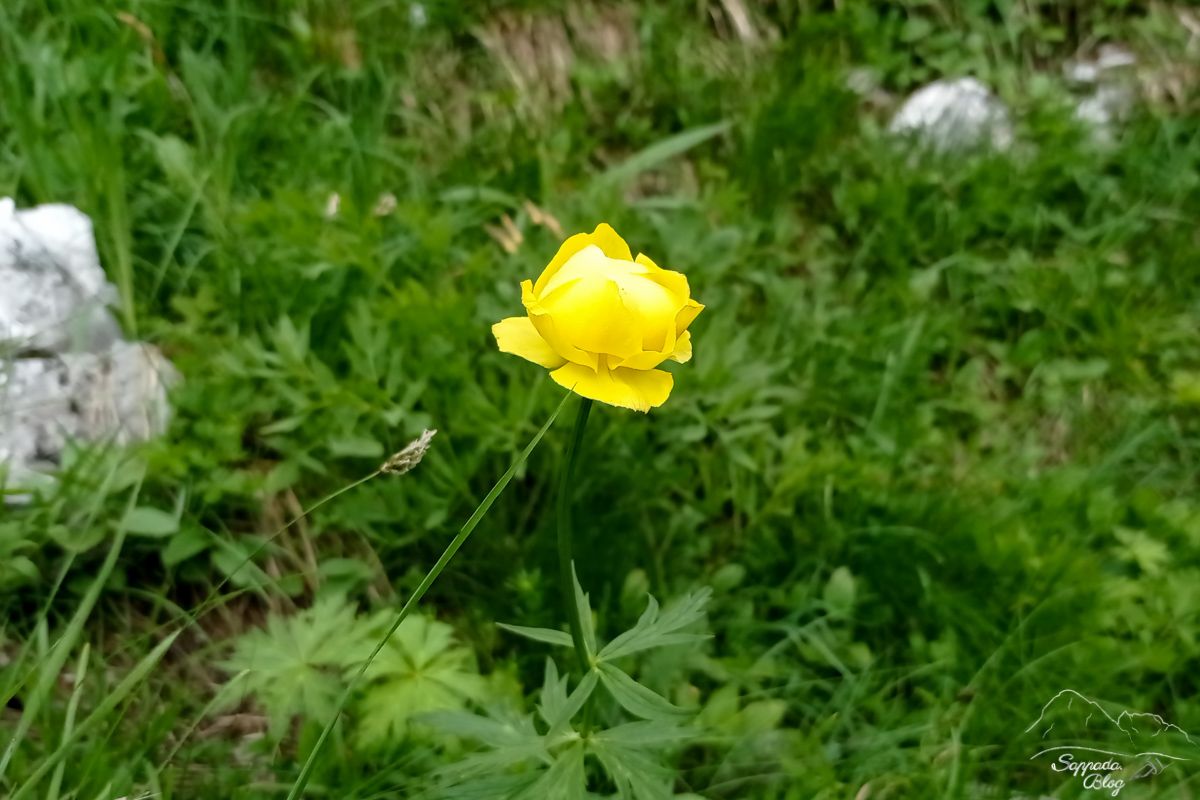 Botton d'oro